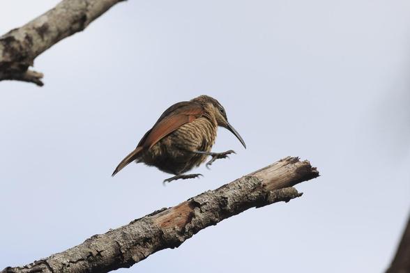 The riflebird, mid-hop high in the tree. She has her wings folded and appears to be levitating above the branch.