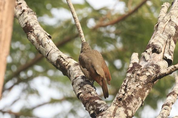 The back of the Riflebird showing the near uniform brown colour, with russet on the leading edge of the wings and a bit on the tail.