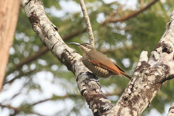 A striking bird in shades of brown and russet with a long curved beak. She has a faun chest and belly, with the belly having brown horizontal stripes. Her head and back are a medium brown, but she has a faun stripe through her eye. The leading edge of her wings are russet.