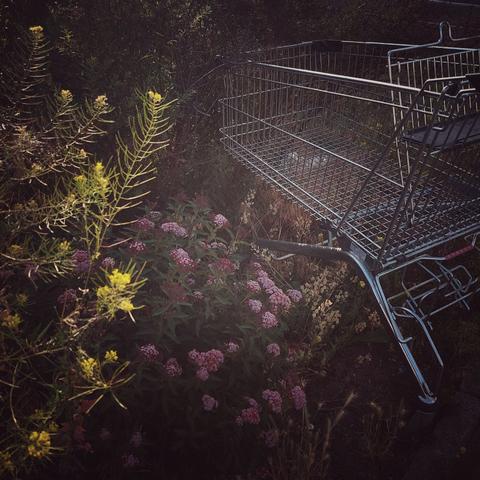 Ein verlassener Einkaufswagen im Grün, umgeben von lilafarbenen und gelben Blüten.