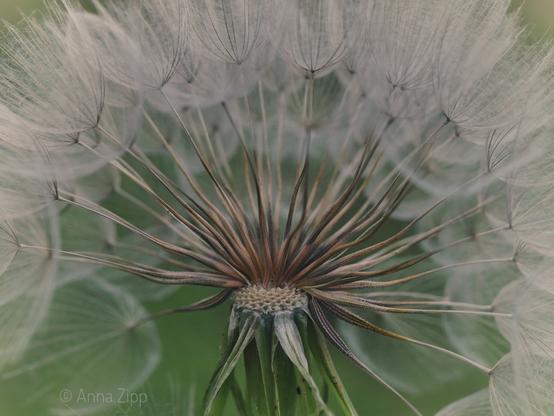 Close-up of a meadow goat's-beard seed head showing delicate white seeds and brown stems against a blurred green background