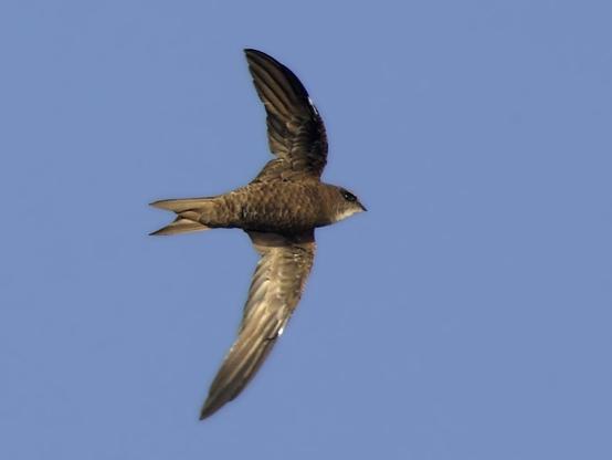 Forbes-Watson's Swift photographed by Lasse Olsson