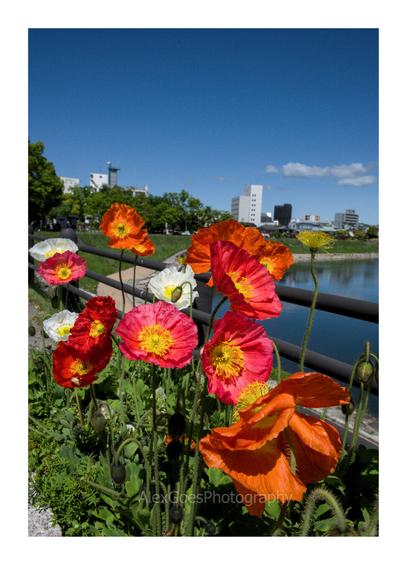 Red and white poppies growing on the bank of a turning river. In background, on the curving side of the river, trees and buildings of a city.