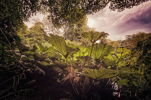 A low-angle shot looking up at several large, vibrant green Gunnera plants with their distinctive textured leaves, reaching towards a dramatic, light pink and purple-tinged sky. The plants dominate the foreground and midground, with a dense canopy of dark green trees framing the top of the image on either side. The overall mood is one of majestic, slightly mysterious natural beauty.