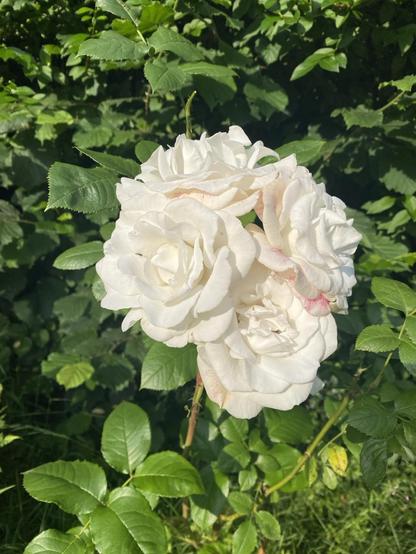 The white rose Annapurna with four blossoms in a kind of crest formation in full bloom. It has an intensive fresh scent, rose with a hint of citrus I would say.