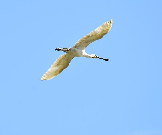 El ave está volando con las alas totalmente extendidas y la foto está hecha desde abajo. Arriba un cielo azul sin nubes. Es de colora blanco absolutamente aunque por efecto del sol tiene un tono amarillo verdoso. Las pata estiradas hacia atrás le sobresalen de la cola y son fuertes y de color negro. El pico es de color negro, muy largo y se abre y aplana al final dándole ese aspecto de pala o espátula que le da el nombre.