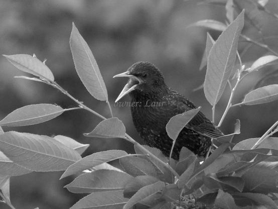 Bird, closeup, black and white, photo