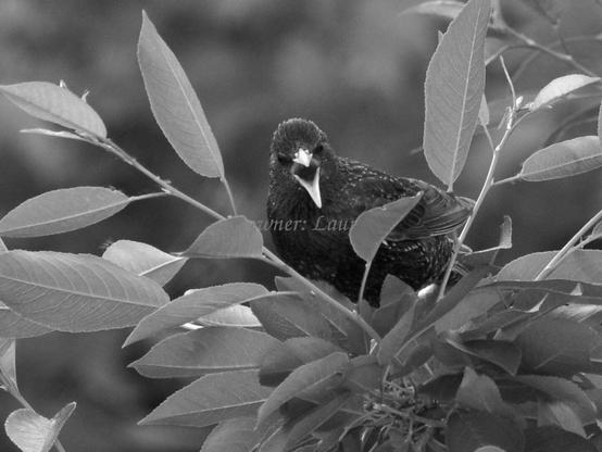 Bird, closeup, black and white, photo