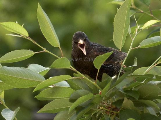 Bird, closeup, color, photo