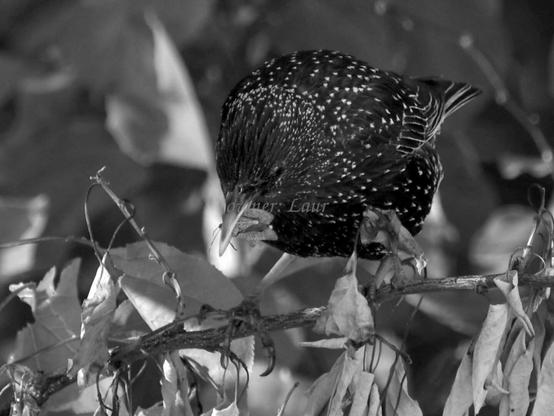 Bird, closeup, black and white, photo
