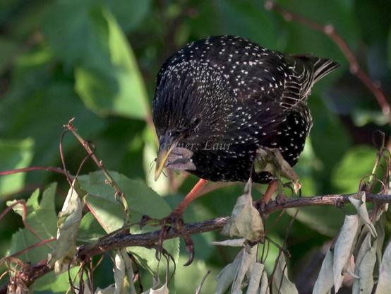 Bird, closeup, color, photo