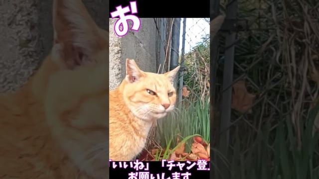 猫」「CAT & PEACE」 #cat #straycat #ねこ動画 #ねこ #猫動画　#猫好きさんと繋がりたい #子ネコ