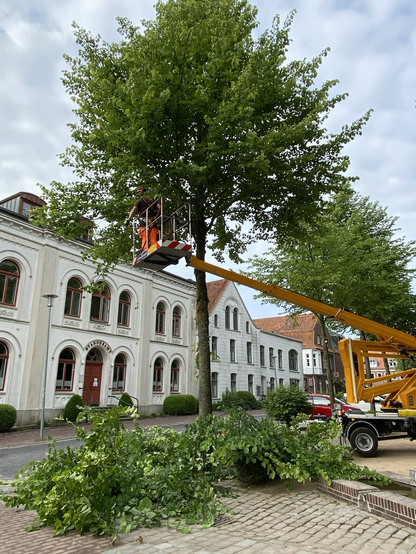 Das Norder Standesamt am Marktplatz. Davor ein Baum, der gerade von einem Bauhof-Mitarbeiter auf einer Drehleiter hoch in der Baumkrone beschnitten wird. Tote oder kranke Äste fallen auf die Straße