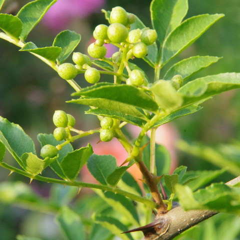 Zweig mit Blättern und Fruchtstand mit runden grünen Beeren.