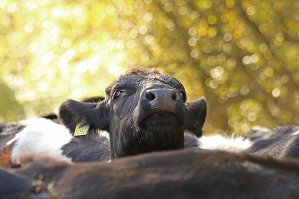 a single cow raises it's head above a crowd of mostly black cattle against a background of golden bokeh balls as the sun lights up the trees beyond