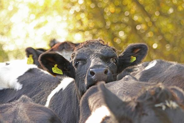 a single cow raises it's head above a crowd of mostly black cattle against a background of golden bokeh balls as the sun lights up the trees beyond