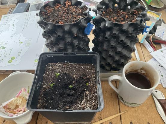 you see a 1l rectangular plastic pot with four citrus seeds germinated about to be reset to breeding pot named air pot (no headphone!) with holes all under for root self pruning. A heartshaped rootstock is for a healthy tree later to give off a underlay for later crafting to desired grapefruit, orange or citrus.