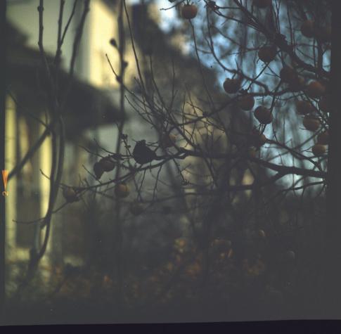 A bird sitting on a kaki tree. (underexposed)