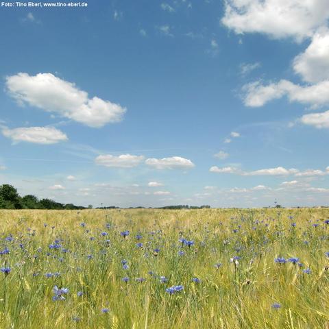 Weites Getreidefeld unter blauem Himmel mit einzelnen weißen Wolken. Im Vordergrund wachsen zwischen den Halmen zahlreiche blau-violette Wildblumen. Am Horizont sind Baumreihen und ein hoher Mast oder Turm erkennbar.
