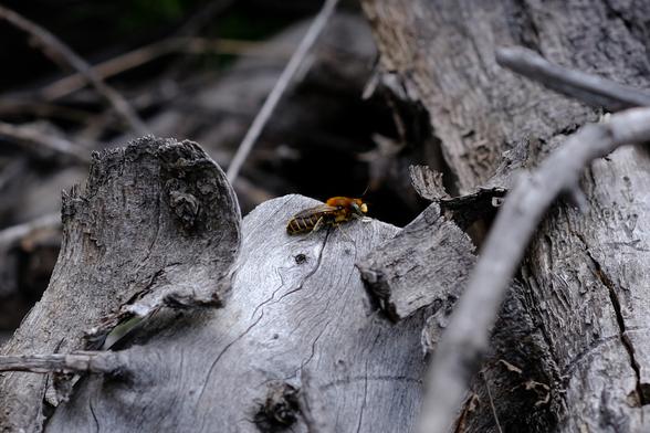 Photo of a pile of dead wood. The wood is light grey in colour. In the center of the image, a brown and yellow bee sits on the wood.