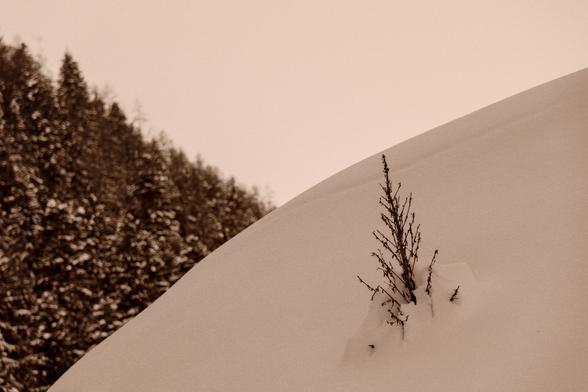 Une photo sépia le ciel blanc sur le tiers haut , la foret floue en arrière plan sur le tiers gauche, au premier plan de la neige sur le tiers bas et droite avec une plante qui perce