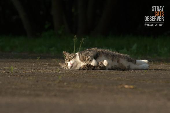Tabby cat fell asleep, stretched out on its side, in the morning sun