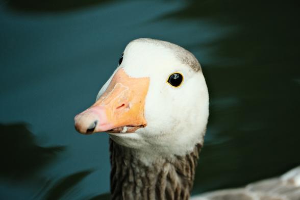 Closeup of a Geese head, it's looking at the camera.