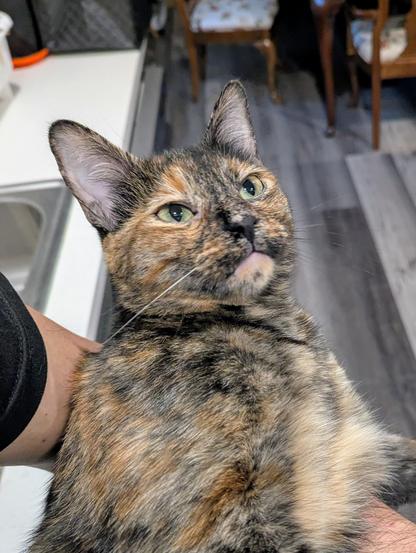 A tortoiseshell cat being held. She's looking to the upper right with a look of indignation as though she trying to ignore the person carrying her.