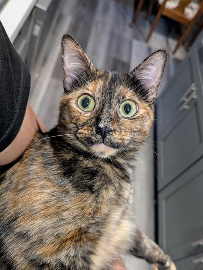 A tortoiseshell cat being held while making a wide eyed demented looking expression toward the camera.