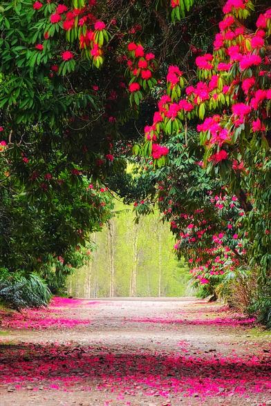 A dirt path, strewn with fallen vibrant pink rhododendron petals, leads through an archway of lush green trees adorned with more vivid pink rhododendron blooms. In the distance, the path opens to a bright, light green area with tall, slender trees, suggesting a clearing or another part of a garden. The overall mood is one of natural beauty and tranquillity.
