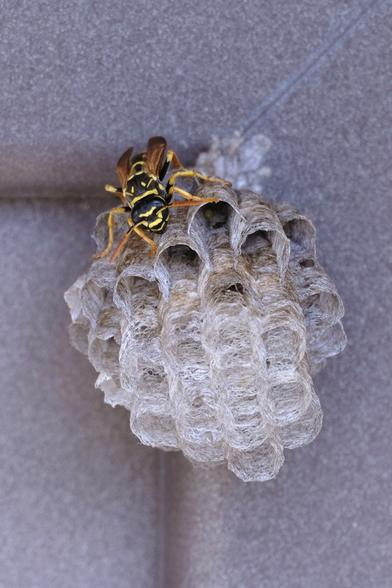 Photo of a delicate paper structure attached to the surface of a door. A black-and-yellow wasp sits on the structure.