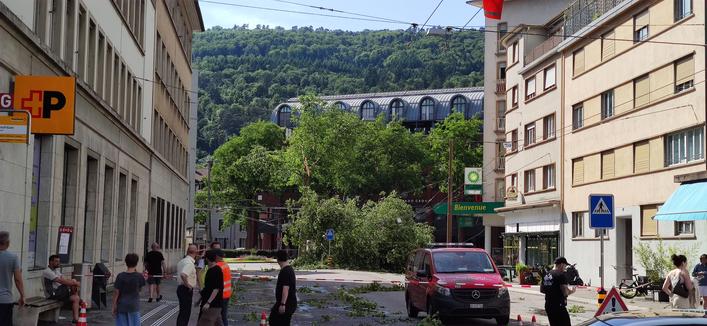 Seen from the middle of a street, in an urban neighborhood. A tree fell down. It took the bus lines with it