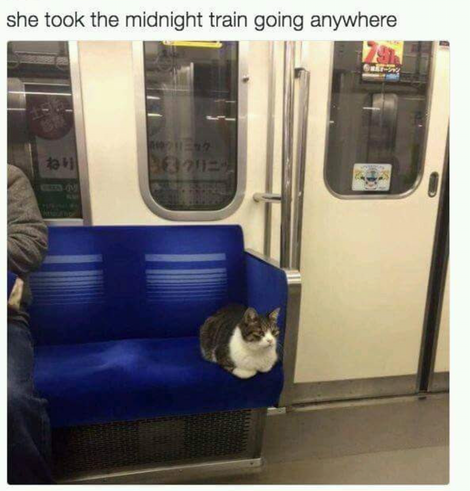 cat in a public train, sitting there as if she was a passenger

CAPTION:
she took the midnight train going anywhere