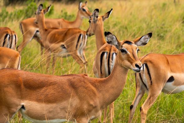 A group of impalas is grazing in a grassy field, with one impala in the foreground looking towards the camera while others are blurred in the background.