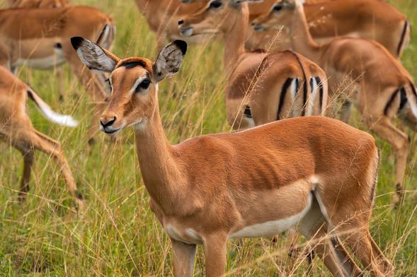 A close-up of an impala in a grassy field, with several other impalas in the background. The impala has a slender body and distinctive facial markings.