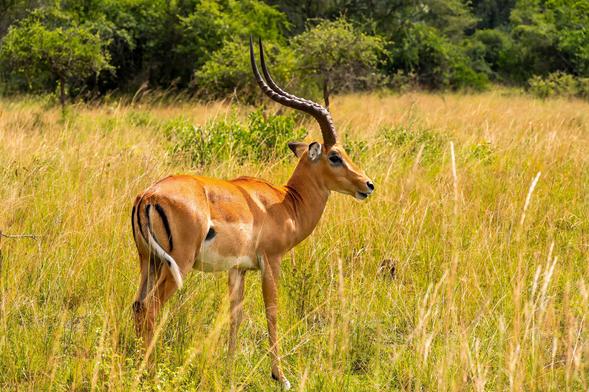An impala with curved horns stands in tall, golden grass, surrounded by sparse greenery in a natural setting.