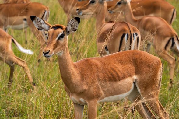A close-up of an impala in a grassy field, with several other impalas in the background. The impala has a slender body and distinctive facial markings.
