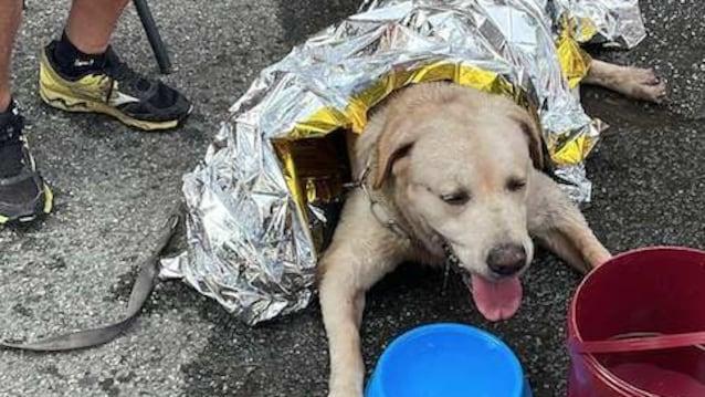 Nella fotografia, il cane soccorso dai volontari dell'Enpa.