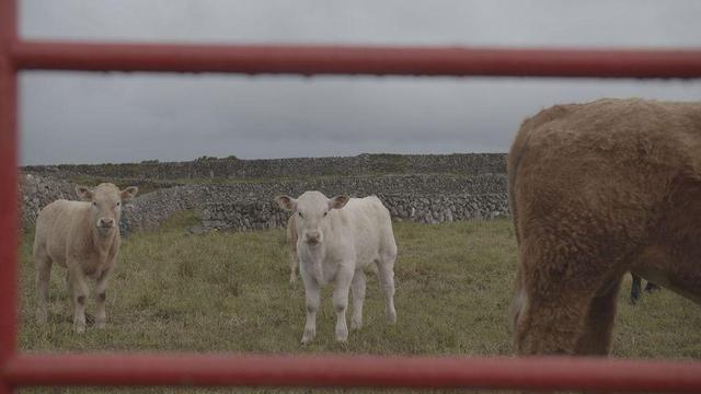 Image: Eimear Walshe: photograph | photo with partial views of probably five calves; the fields are of the traditional West-of-Ireland sort: dry-stone walls, fairly scrubby grass, grey sky, hit of low trees in the background; two calves are in full view – and looking straight towards the camera – while the other three are only partly visible, including the sideways rump of a light-brown calf fulling much of the right-hand side of the photo;; the red bars of a gate cross the photo, one bar cutting the sky towards the top of the image, one very close to the bottom of the image, one vertical along the left border; all the bars are out of focus   • “Luan Gallery presents VASSALDOMS UNITED, a solo exhibition of newly commissioned work by Eimear Walshe. The exhibition launches at 2pm on Saturday 26th of April, with an exhibition walkthrough with the artist and curator Aoife Banks at 2:30pm. All are welcome to attend…”