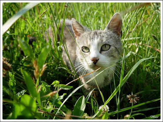 Bildbeschreibung:
Die Moorkatzen beim Fressen.
