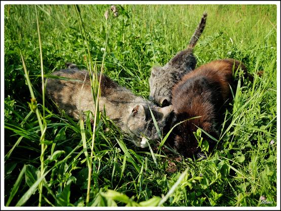 Bildbeschreibung:
Die Moorkatzen beim Fressen.