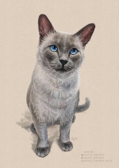 Digital colored pencil portrait of a blue/grey Siamese cat sitting on a light peach colored background.