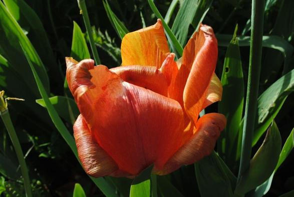 horizontal format closeup of a slightly wilting tulip flower in shades of orange and red, seen in profile in direct sunlight coming from the left side of the image, before a background of green tulip foliage.