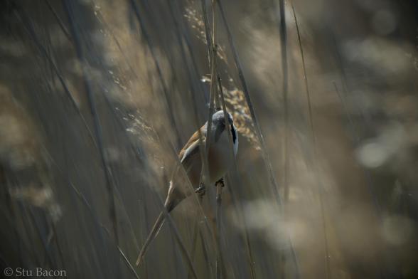 A photograph of a Bearded Tit perched in some reeds, it’s peeking through a pair of reeds at the camera. The background is a messy brown blur of the other reeds.