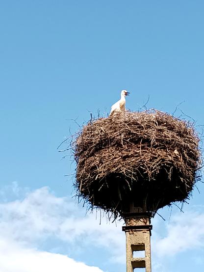A young stork standing up in a stork nest high above. Its still mostly black beak is open as if it were smiling. The sky is blue with a piece of white cloud.