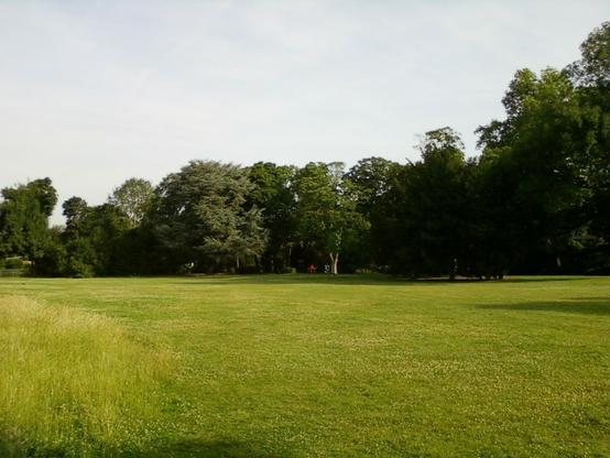 Eine grüne Wiese und weiter hinten Bäume in einem Park.