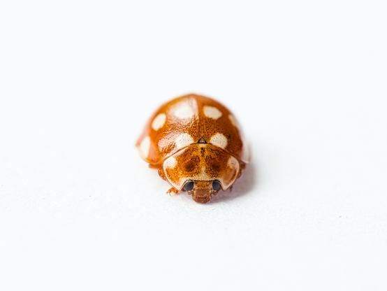 Cream-spot ladybird