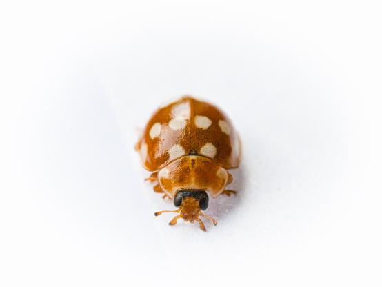 Cream-spot ladybird