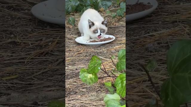 子ネコのシャム柄ネコに出会いました