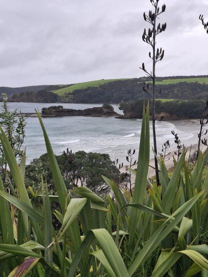 A view through flax plants out to a bay with a rocky outcrop. The sky is grey clouds.